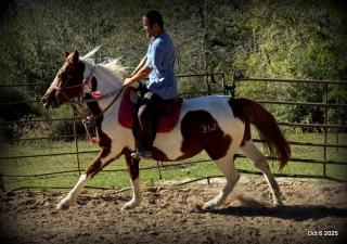 Jazzy – A Warrior Seeking Her Second Chance