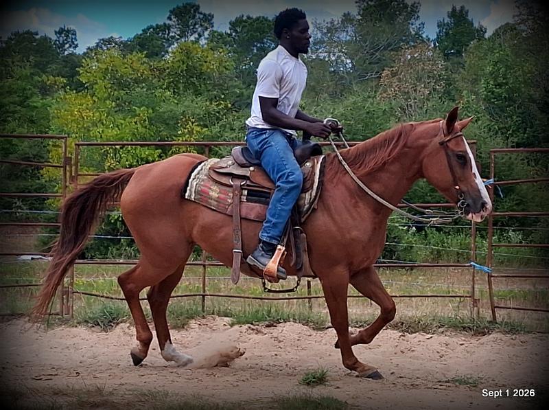💚🐴 Brandy • Kid Safe, Family Safe & Dependable Quarter Horse Mare💚