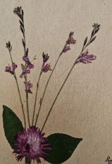 Meadow Series Cards 10 pack print cards