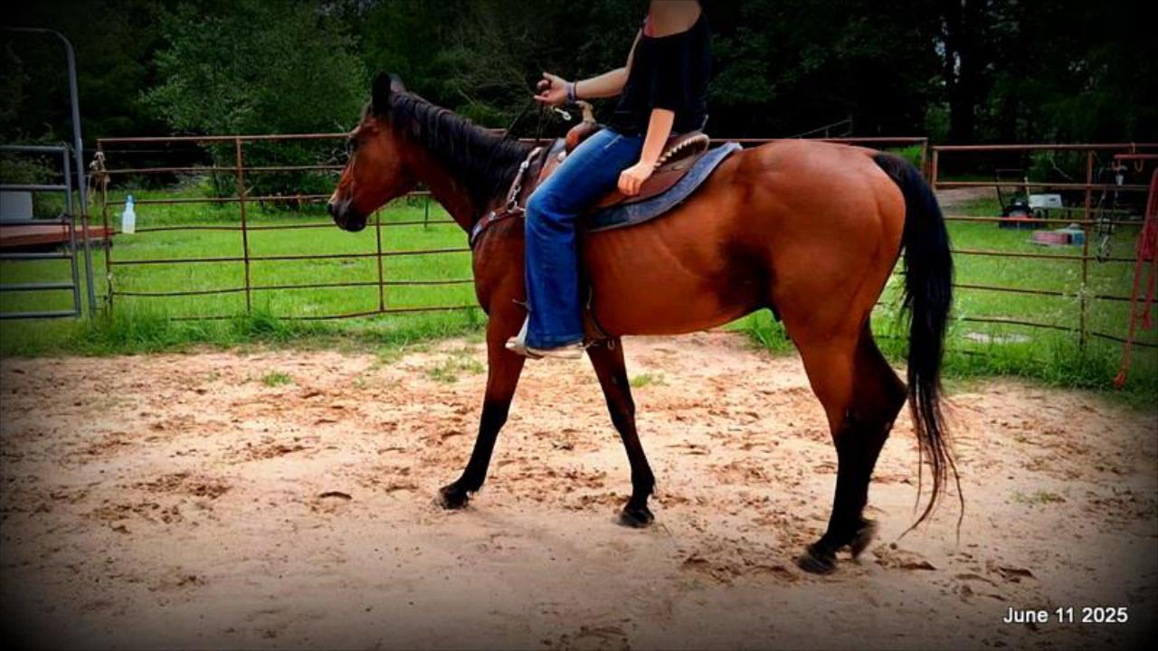 Sammy – A Comeback Story with a Heart of Gold