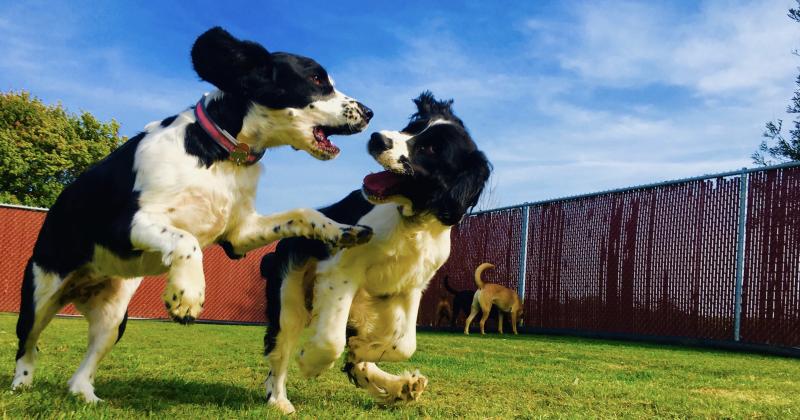 Pet Boarding In Sioux Falls SD Smoken Dakota Kennels In Sioux Falls