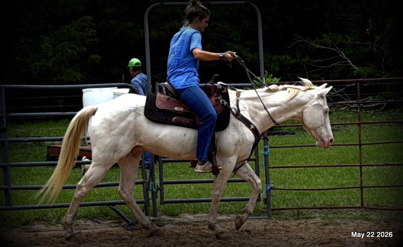💚Prince💚Meet Prince: Your Dream Riding Partner! 👑
