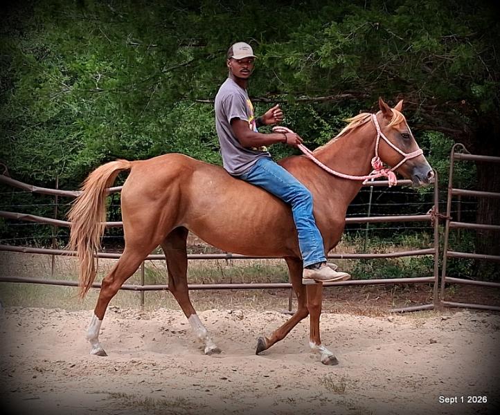 💚🐴 Blair • Kid Safe, Beginner Safe & Sweet Trail Mare💚
