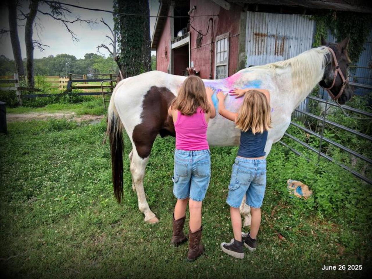 Meet Patrick – The Perfect Family Gelding!