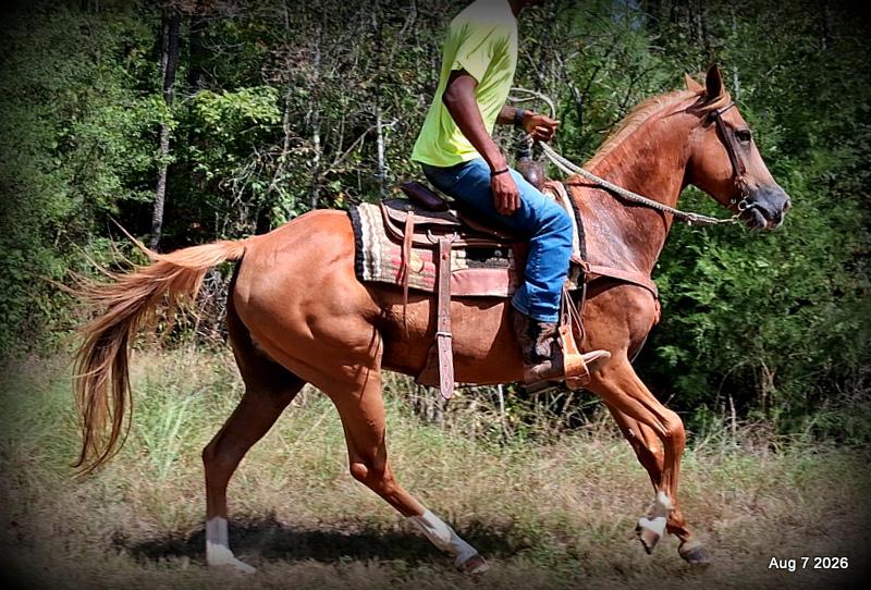 💚Blair • Beginner Safe, Seasoned Trail Mare💚