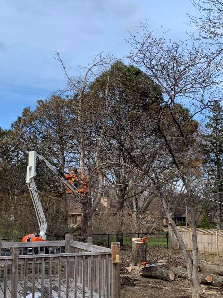 Shrub & Tree Trimming