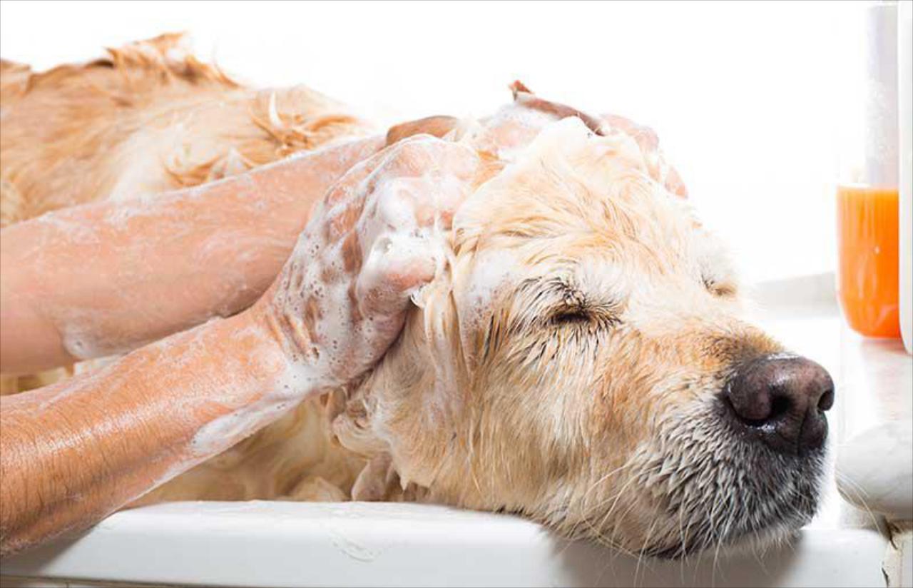 Pet Washing and Bathing