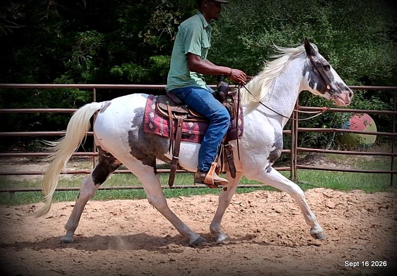 💚 Cosmo | Kid-Safe Spotted Gaited Gelding