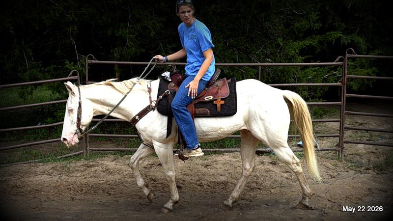 💚Prince💚Meet Prince: Your Dream Riding Partner! 👑