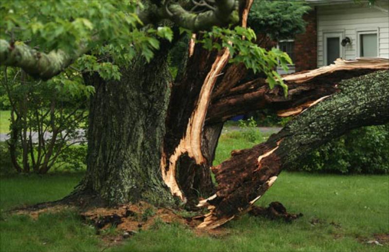 Tree Removal in Lakeland