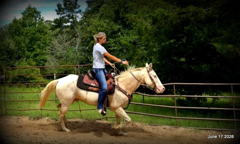 💚Prince💚Meet Prince: Your Dream Riding Partner! 👑