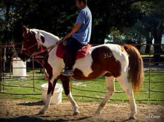 Jazzy – A Warrior Seeking Her Second Chance