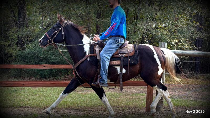 🧡Ragan🧡🎄 ✨ A Christmas Dream Horse Looking for Her Forever Home ✨ 🎄