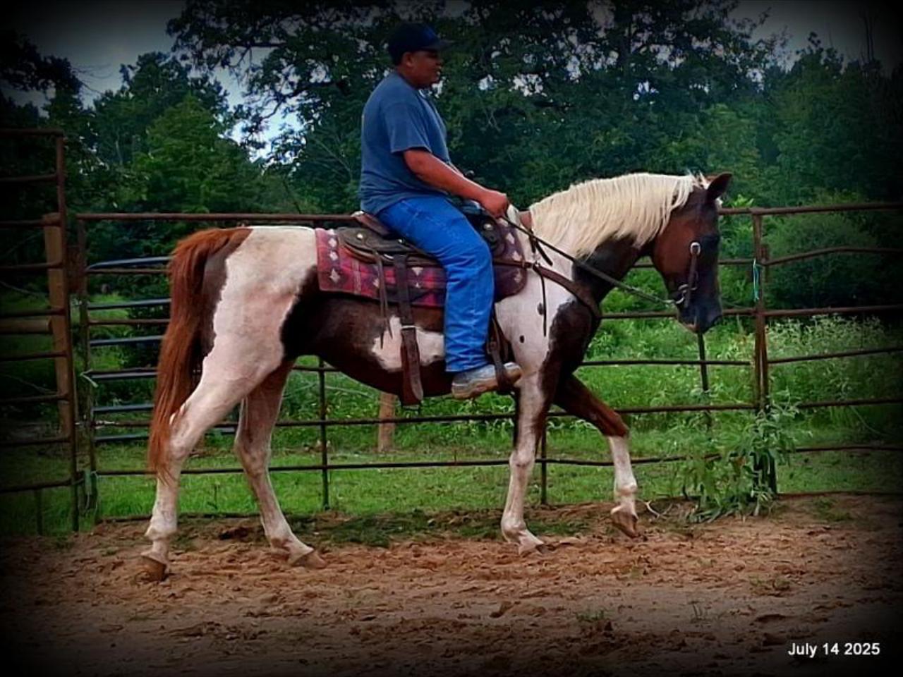 Jazzy – Beautiful Paint Mare with a Heart of Gold