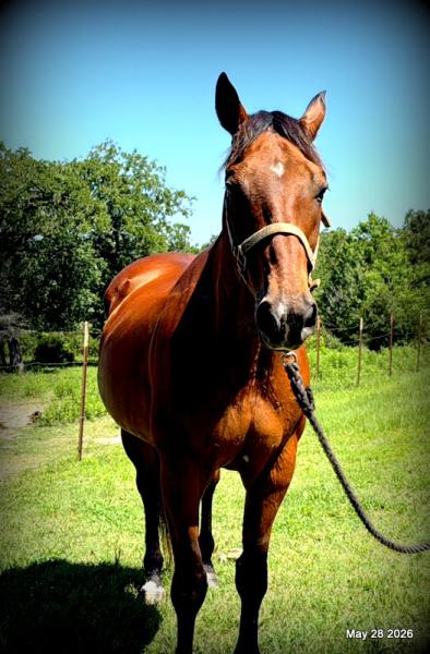💚Jasper💚Your Perfect Riding Companion!