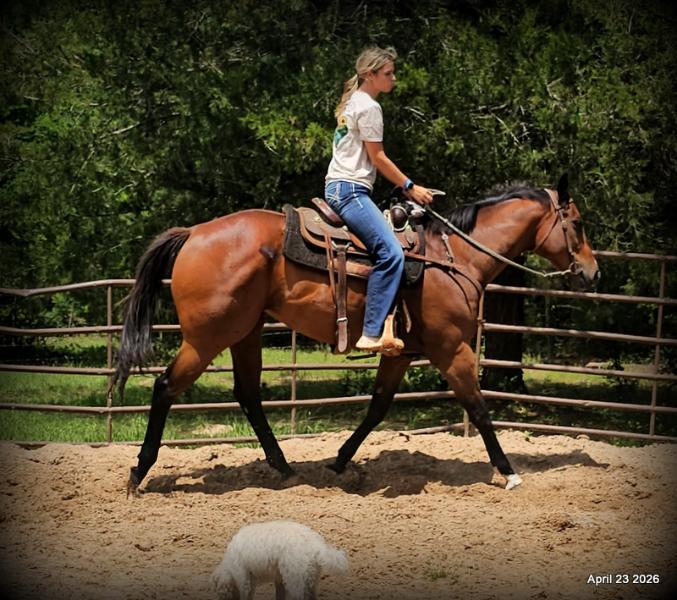 Darylslitlediablo (Diablo)