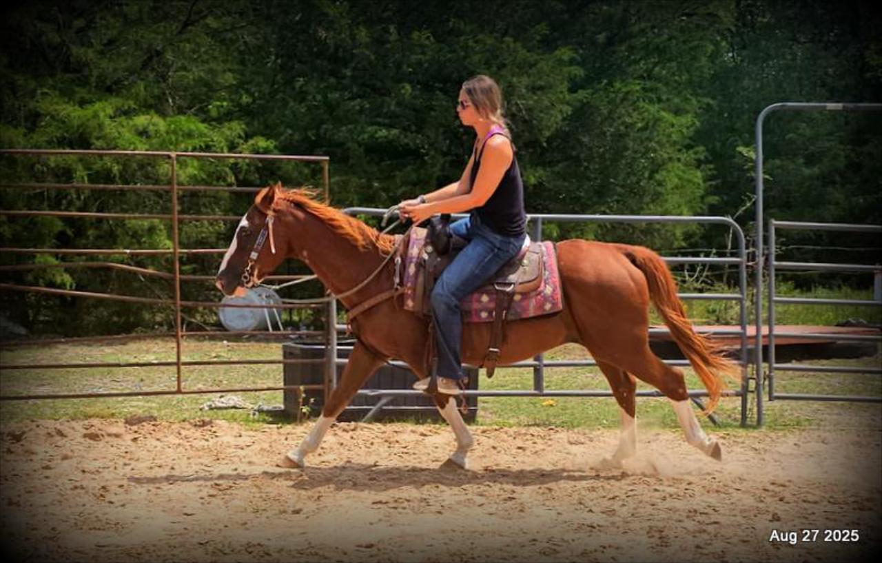 Cooper Amazing Beginners Horse