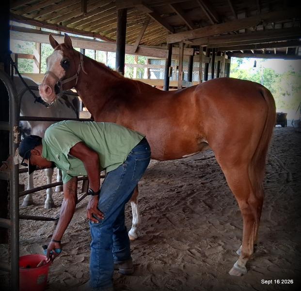 💚 Rocky | Kid-Safe Family Trail Gelding