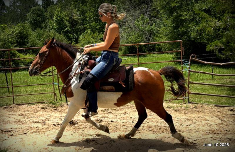 🧡Coca🧡Solid, Sensible Trail Mare 🌟
