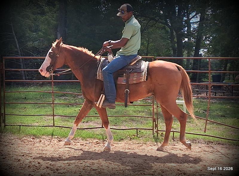 💚 Rocky | Kid-Safe Family Trail Gelding