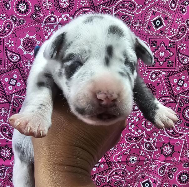 Blue Harlequin Female Purple Collar