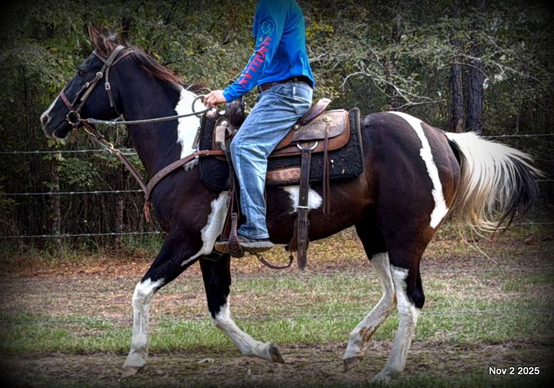 🧡Ragan🧡🎄 ✨ A Christmas Dream Horse Looking for Her Forever Home ✨ 🎄