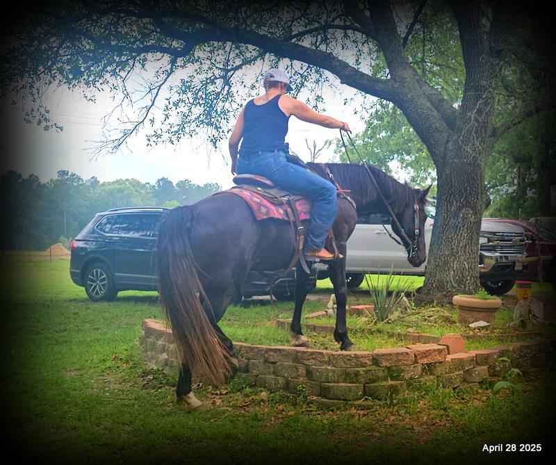 Midnight ***Gentle, Gaited Trail Gelding
