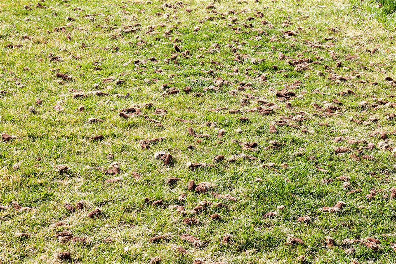 Aeration & Over Seeding 