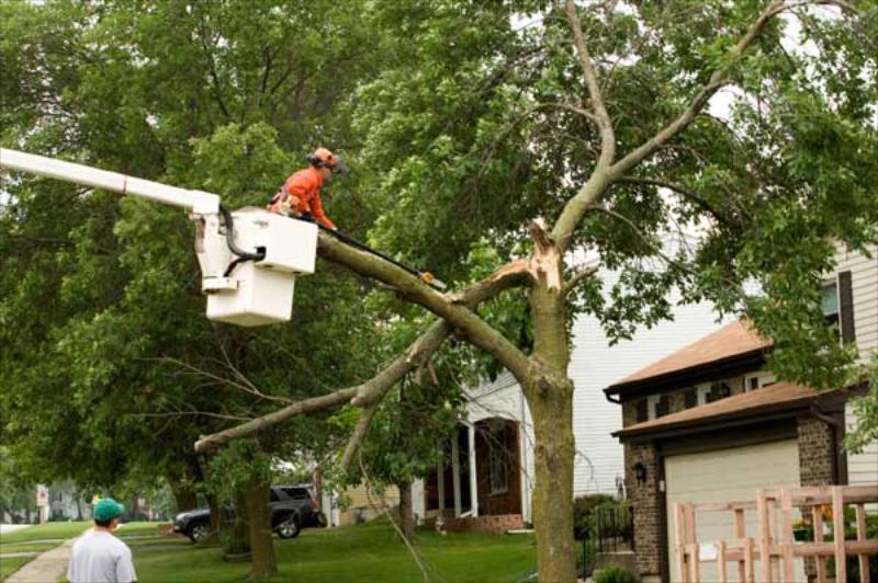 Crane&nbsp; &amp; Bucket Tree Service