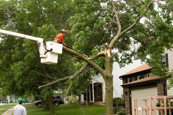 Crane & Bucket Tree Service
