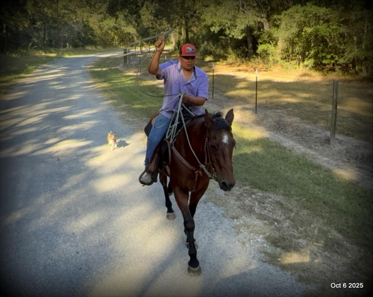 🌟 Meet Brownie – Your All-Around Ranch and Trail Partner 🌟