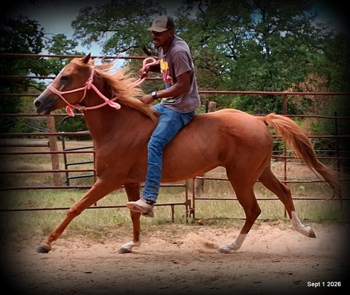 💚🐴 Blair • Kid Safe, Beginner Safe & Sweet Trail Mare💚