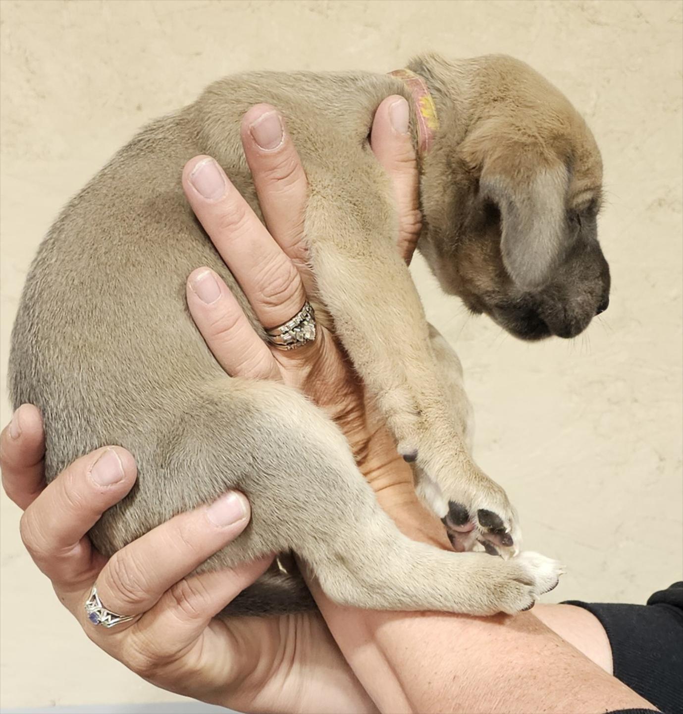Blue Fawn Female Pink Collar