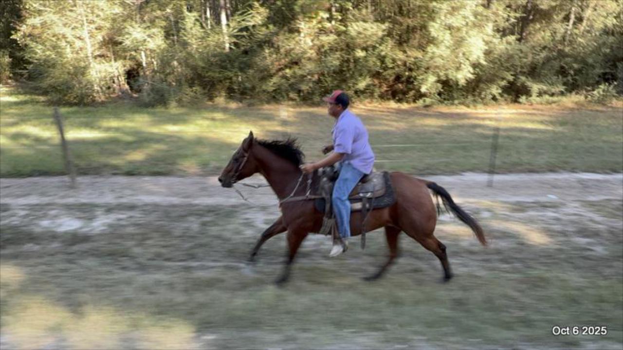 🌟 Meet Brownie – Your All-Around Ranch and Trail Partner 🌟