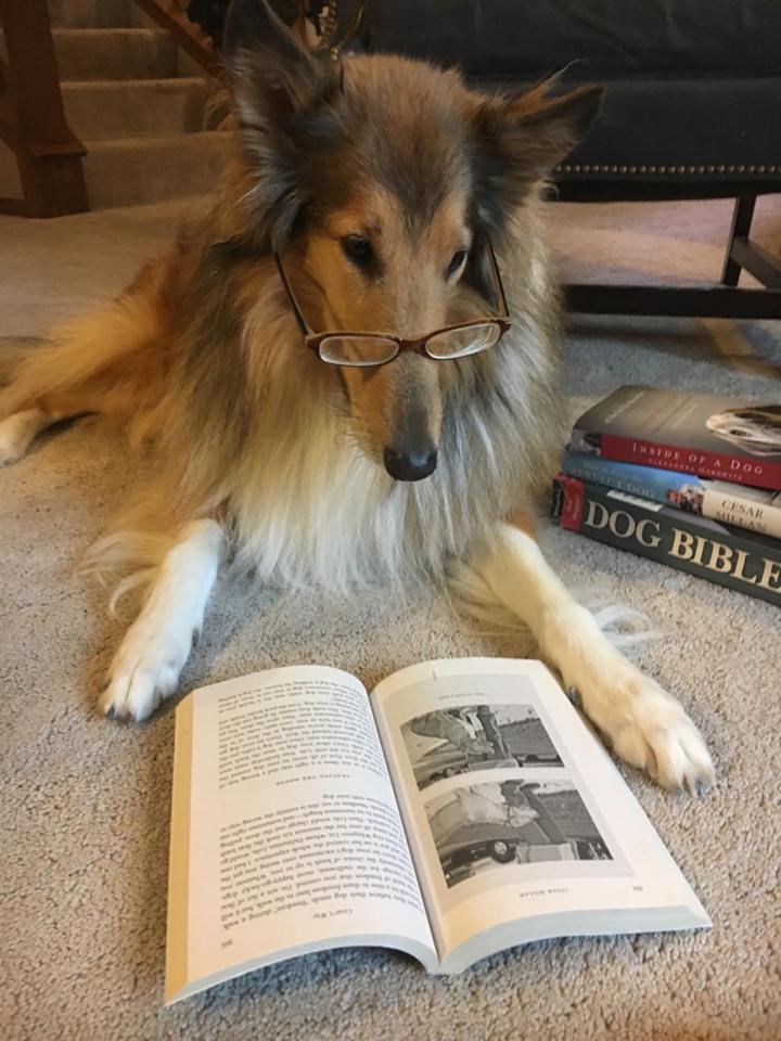 Smoken Dakota Kennels In Sioux Falls Sd Stay N Train Private Lessons