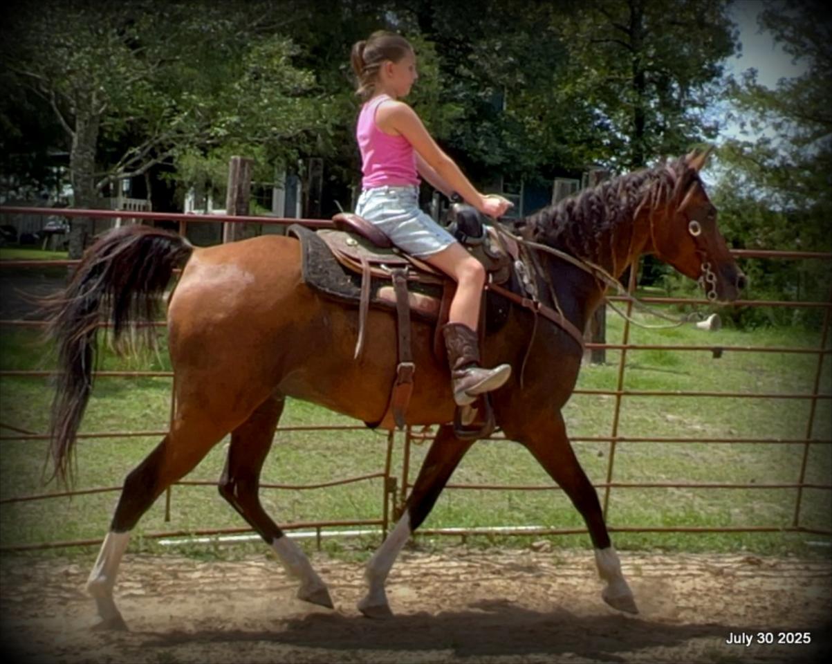 Cash- 11 Year Old Arabian Cross