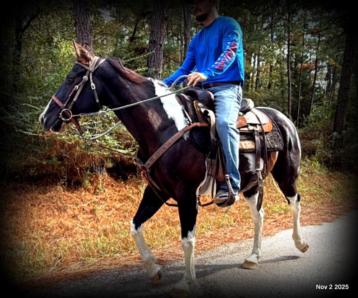 🧡Ragan🧡🎄 ✨ A Christmas Dream Horse Looking for Her Forever Home ✨ 🎄