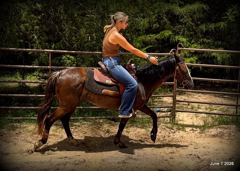 💛Bugs💛Smooth-Gaited Trail Mare 🌟