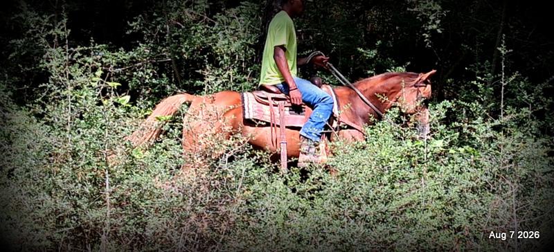 💚Blair • Beginner Safe, Seasoned Trail Mare💚