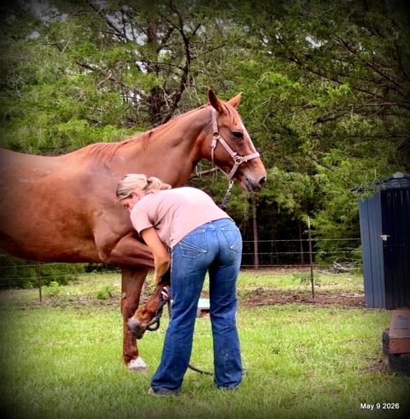 ❤️Mocha❤️Mare with a Story Still Being Written 🌟