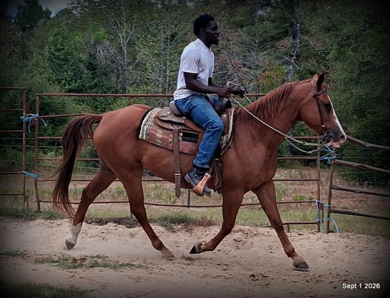 💚🐴 Brandy • Kid Safe, Family Safe & Dependable Quarter Horse Mare💚