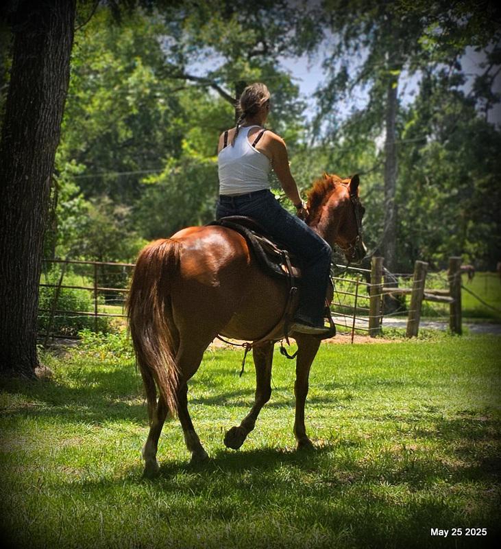 Smart Little Buzz AKA hawk