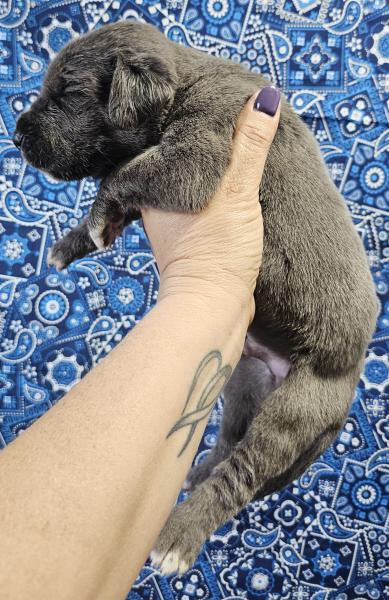 Blue Male Blue Collar
