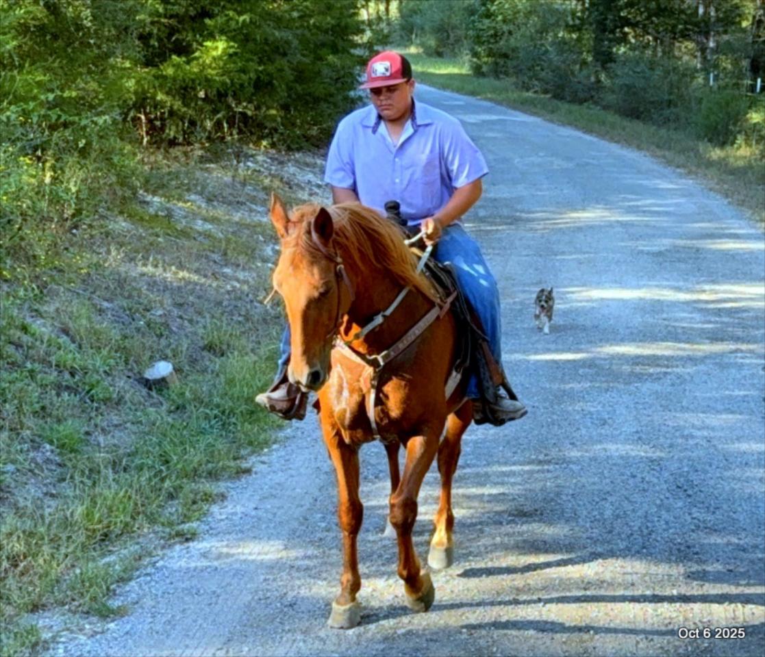 🌹 Meet Missouri – The Mare That Makes Every Ride Feel Like Home 🌹