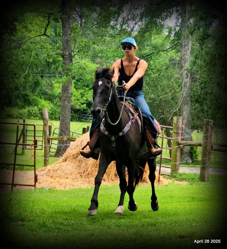 Midnight ***Gentle, Gaited Trail Gelding
