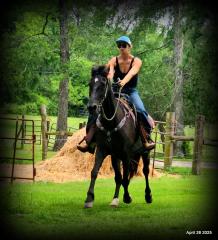 Midnight ***Gentle, Gaited Trail Gelding