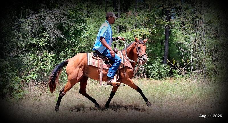 💚Sable • Beginner Safe & Family Safe Mare💚