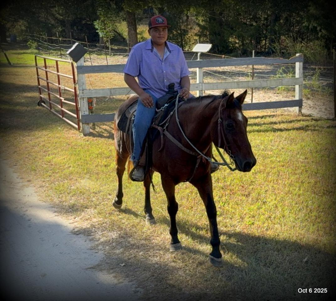 🌟 Meet Brownie – Your All-Around Ranch and Trail Partner 🌟
