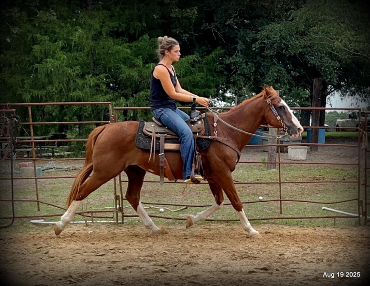 Cooper Amazing Beginners Horse