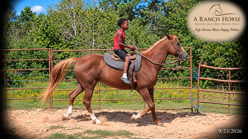 💚🐴 Blair • Kid Safe, Beginner Safe & Sweet Trail Mare💚